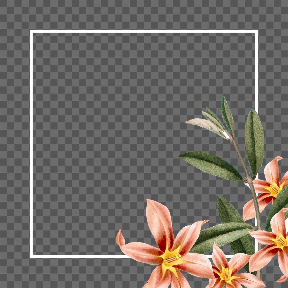 Flower png frame, transparent background