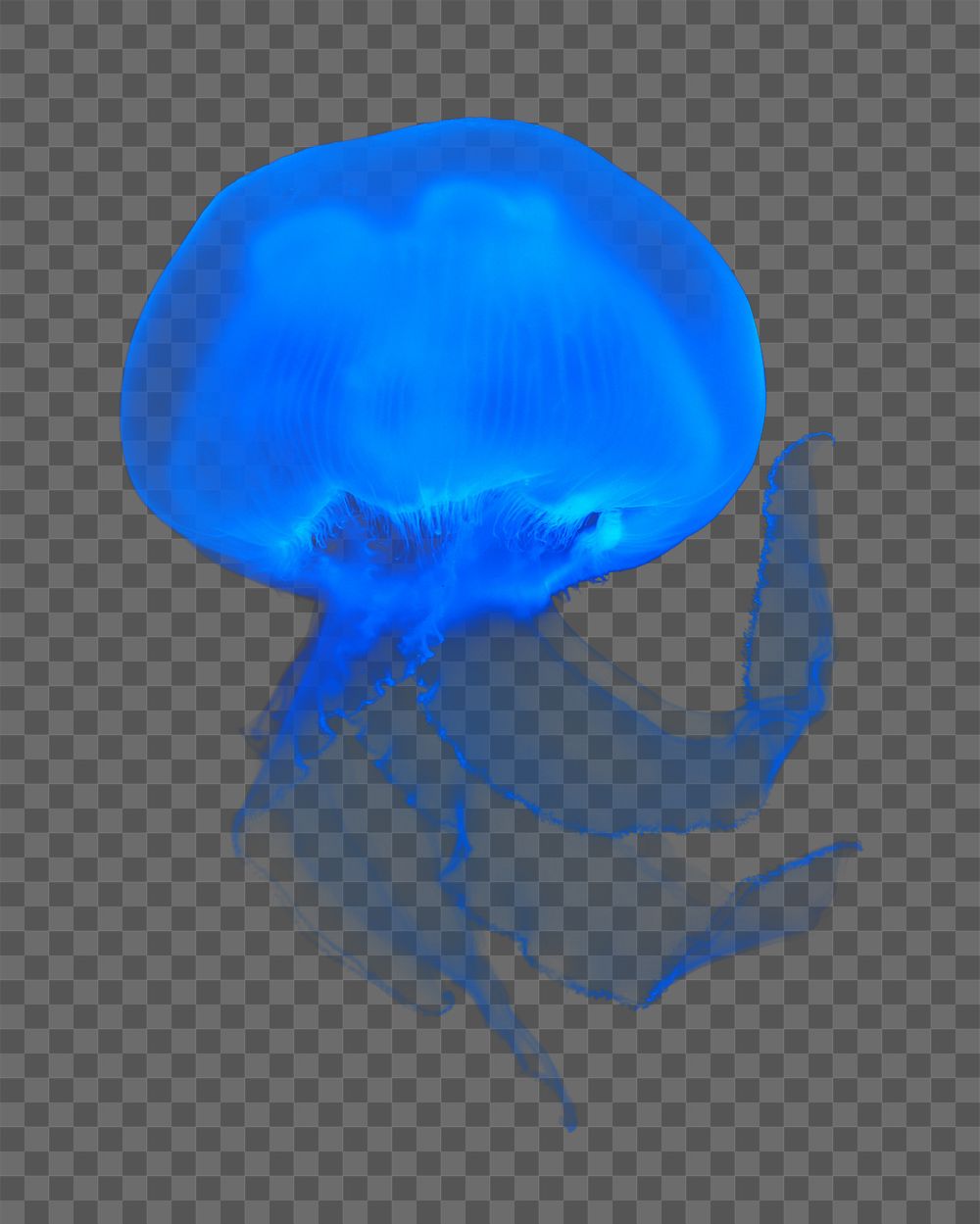 Blue jellyfish png, design element, transparent background