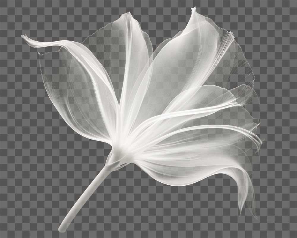 PNG Tulip flower petal plant inflorescence