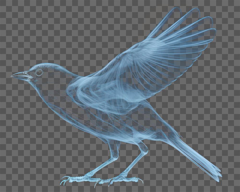PNG Bird blackbird animal monochrome