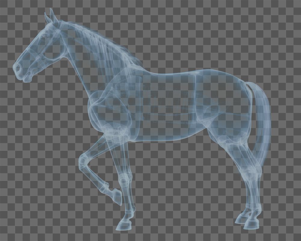 PNG Horse animal mammal x-ray. AI generated Image by rawpixel.