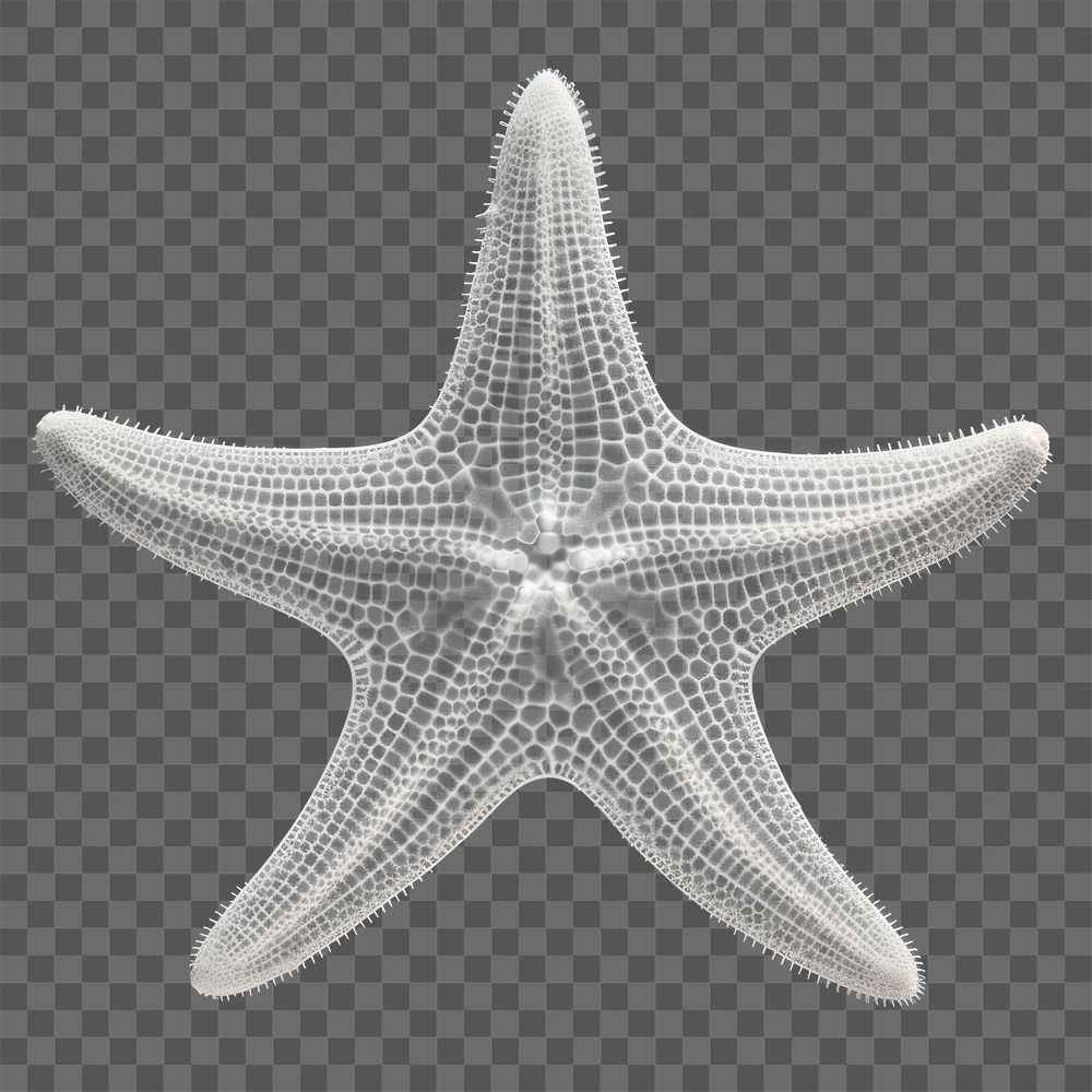 PNG Starfish animal invertebrate echinoderm. AI generated Image by rawpixel.