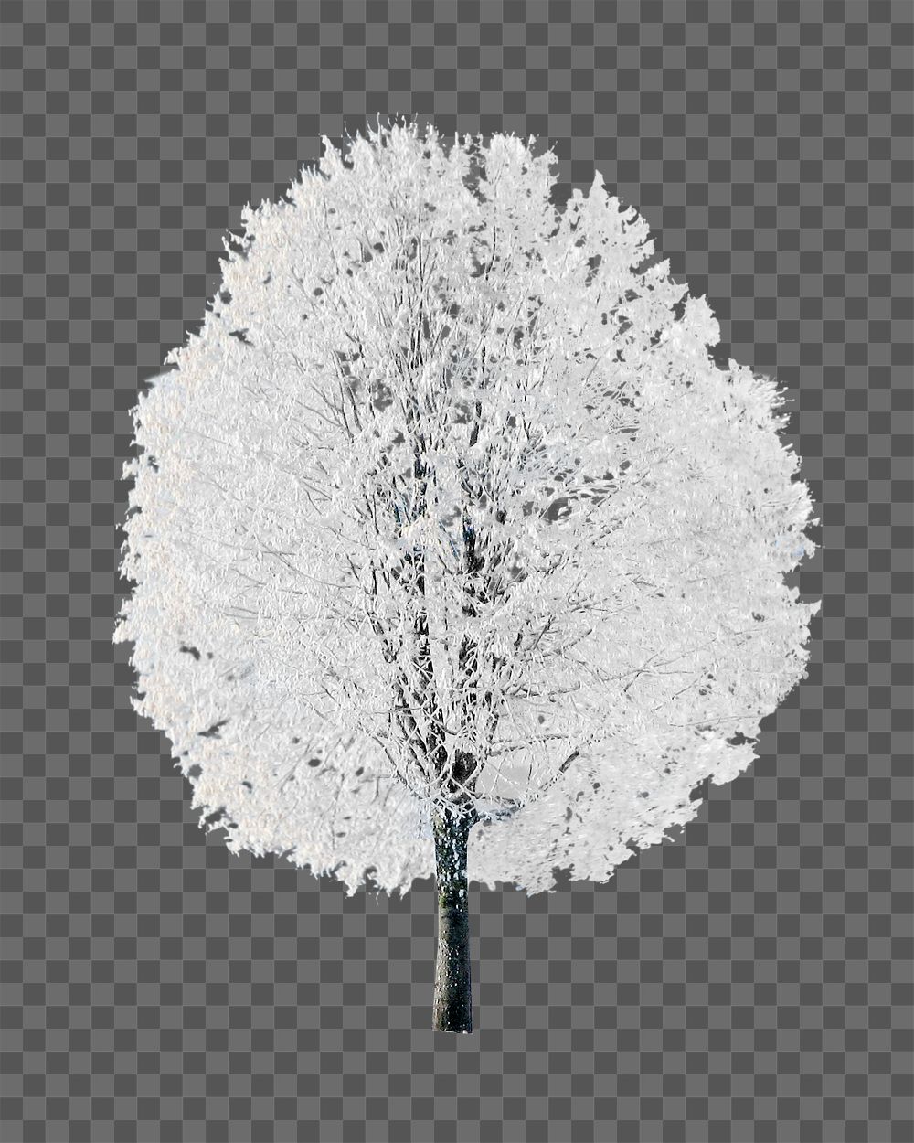 PNG Winter lone tree, transparent background