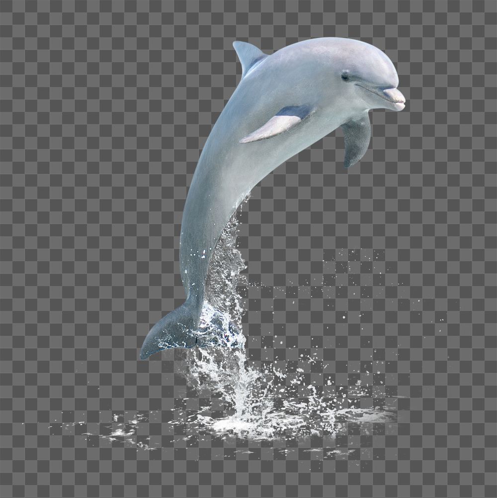 Jumping dolphin png sticker, sea animal on transparent background