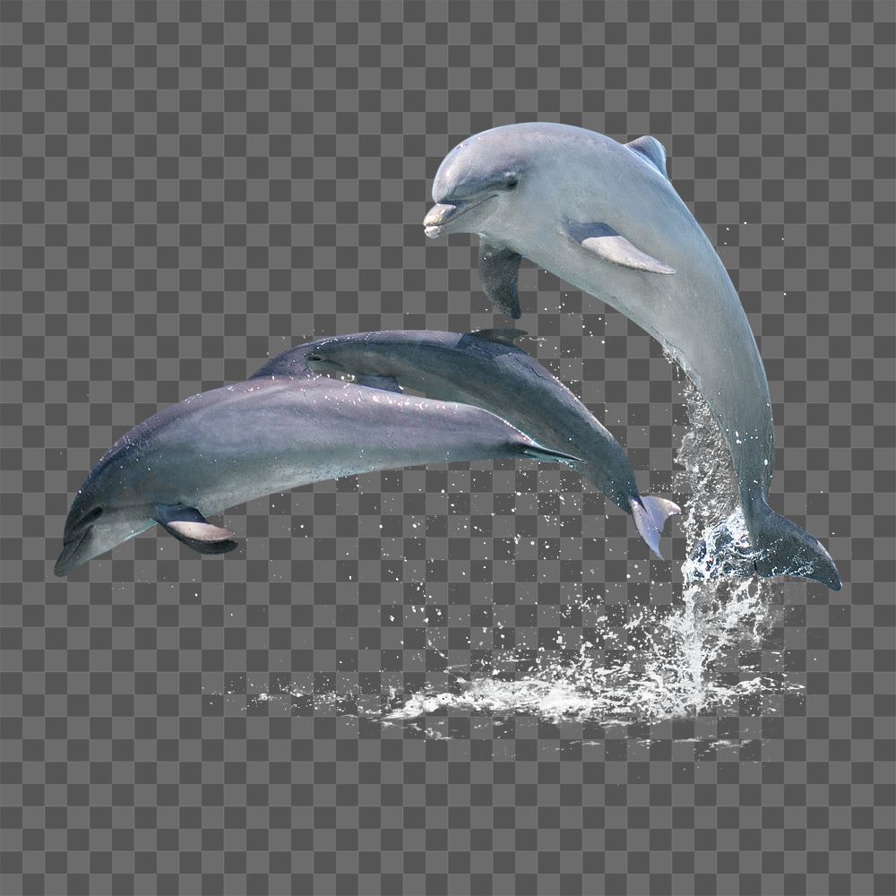 Jumping dolphins png sticker, sea animal on transparent background