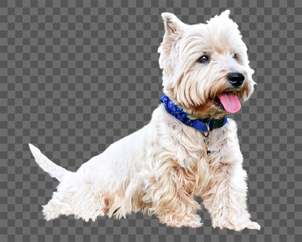 White terrier png, cute dog, design element, transparent background