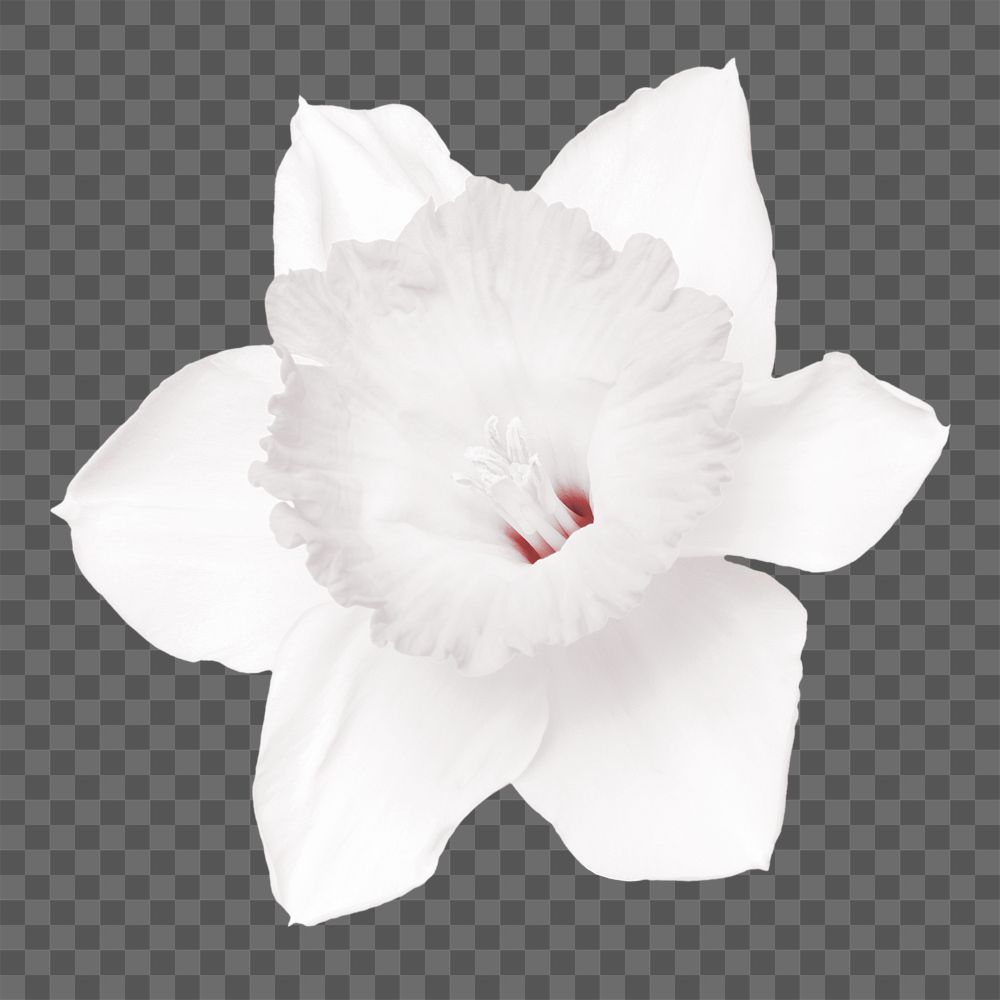 Daffodil sticker png, flower collage element in transparent background