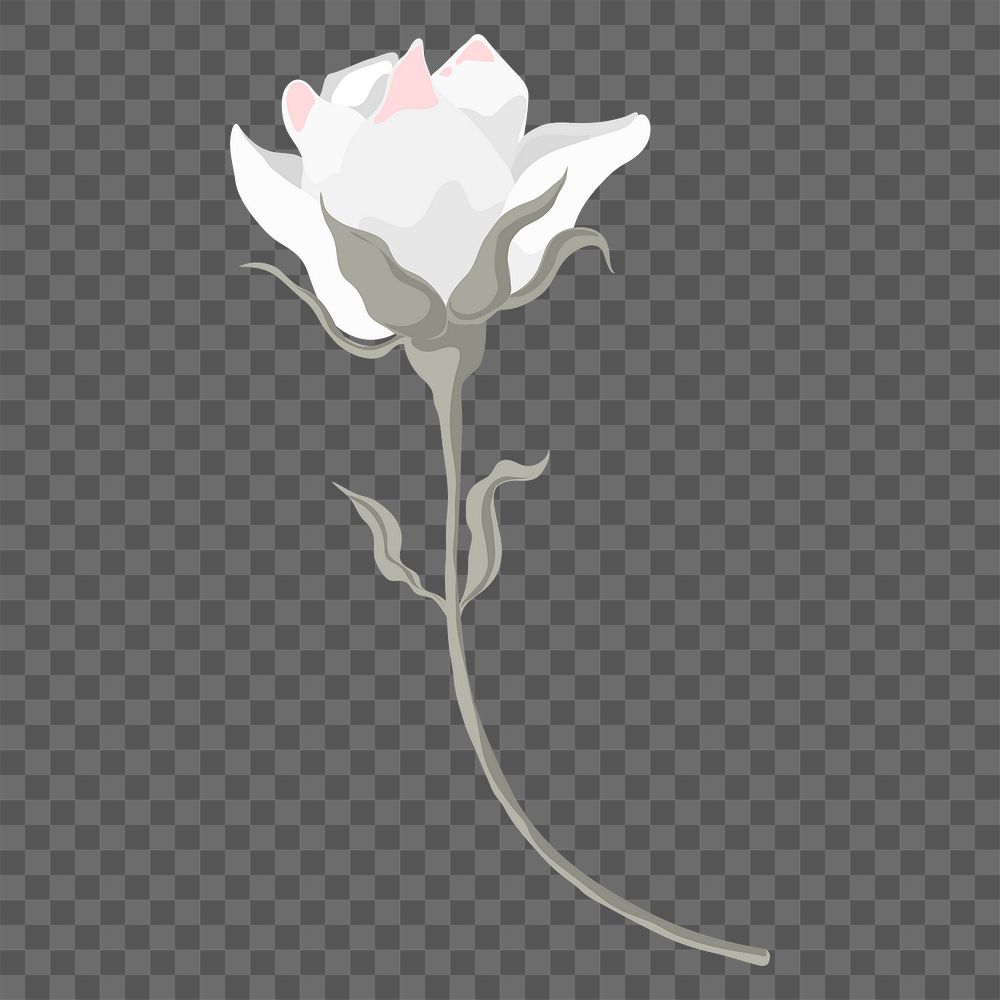 White rose png sticker, transparent background