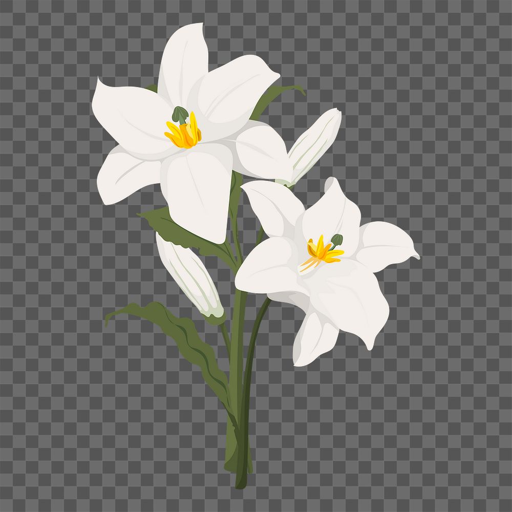 Lily flower png sticker, transparent background