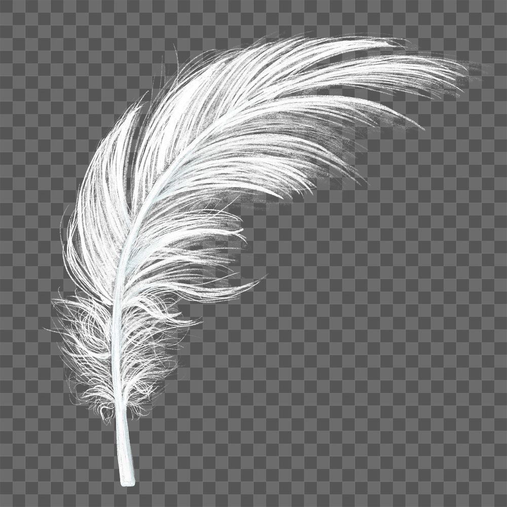 Feather png design element