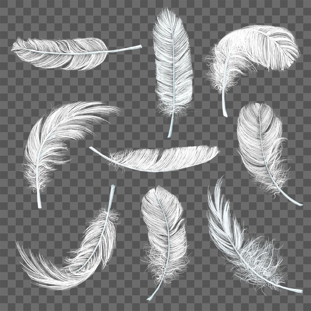 Feather png design element set