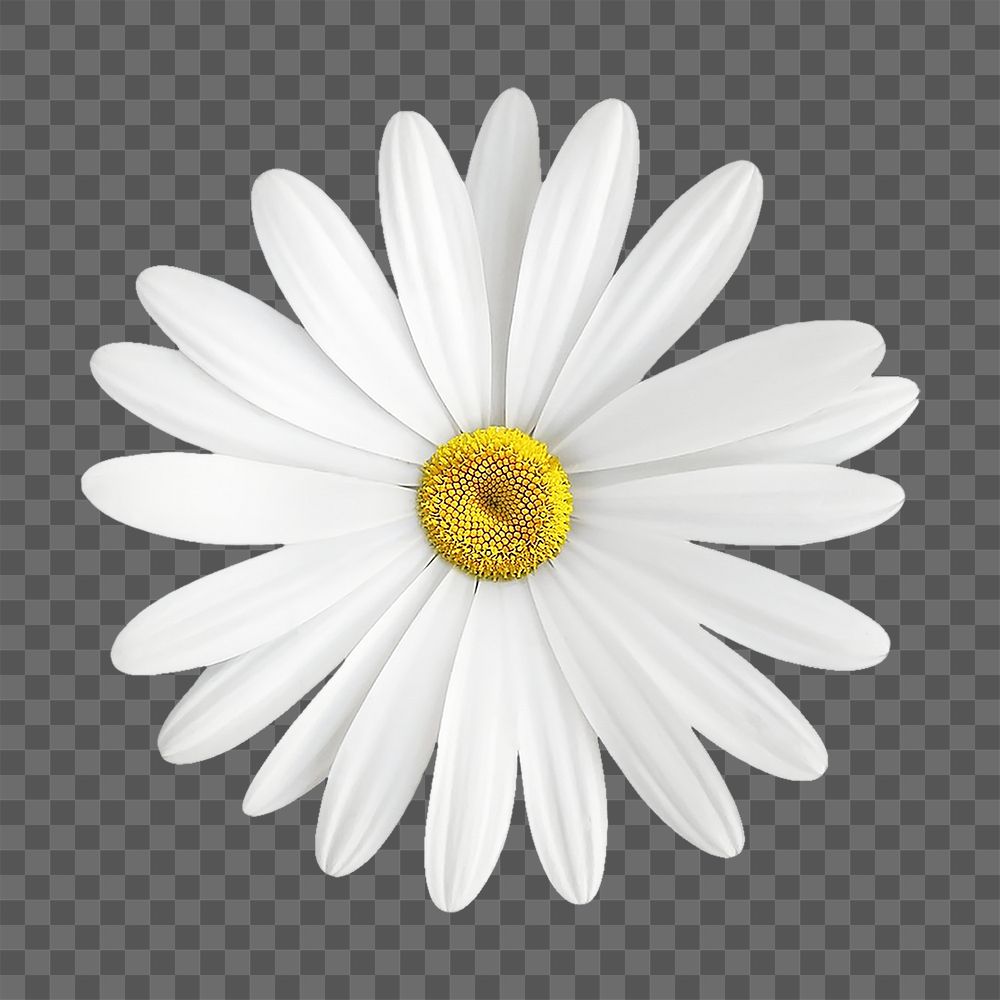 White daisy png, flower sticker, transparent background