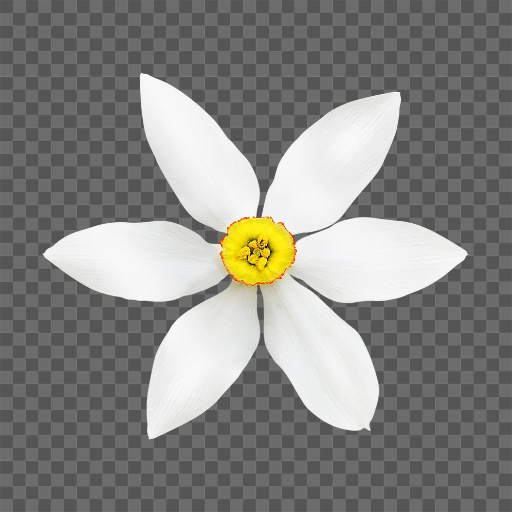 PNG white narcissus, flower sticker, transparent background