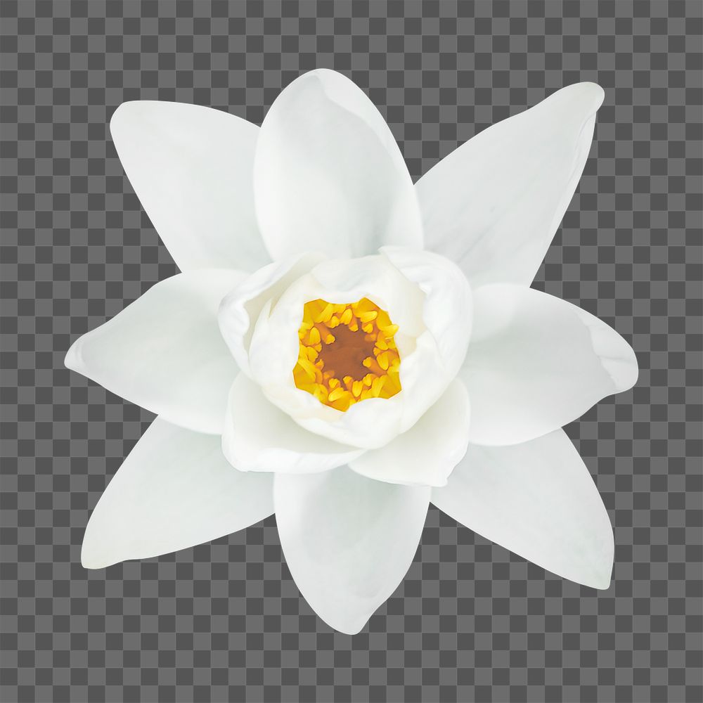 PNG white water lily, flower, collage element, transparent background