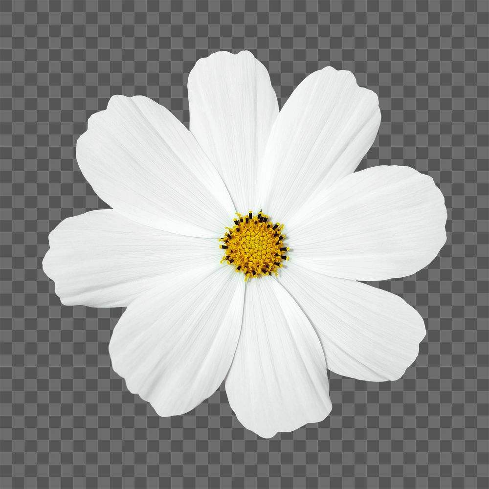 White flower png, cosmos sticker, transparent background