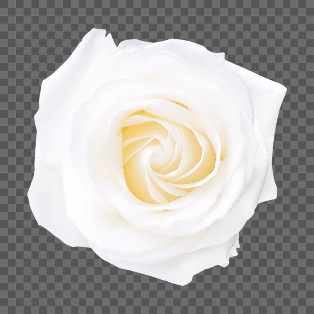 White rose png, flower clipart, transparent background