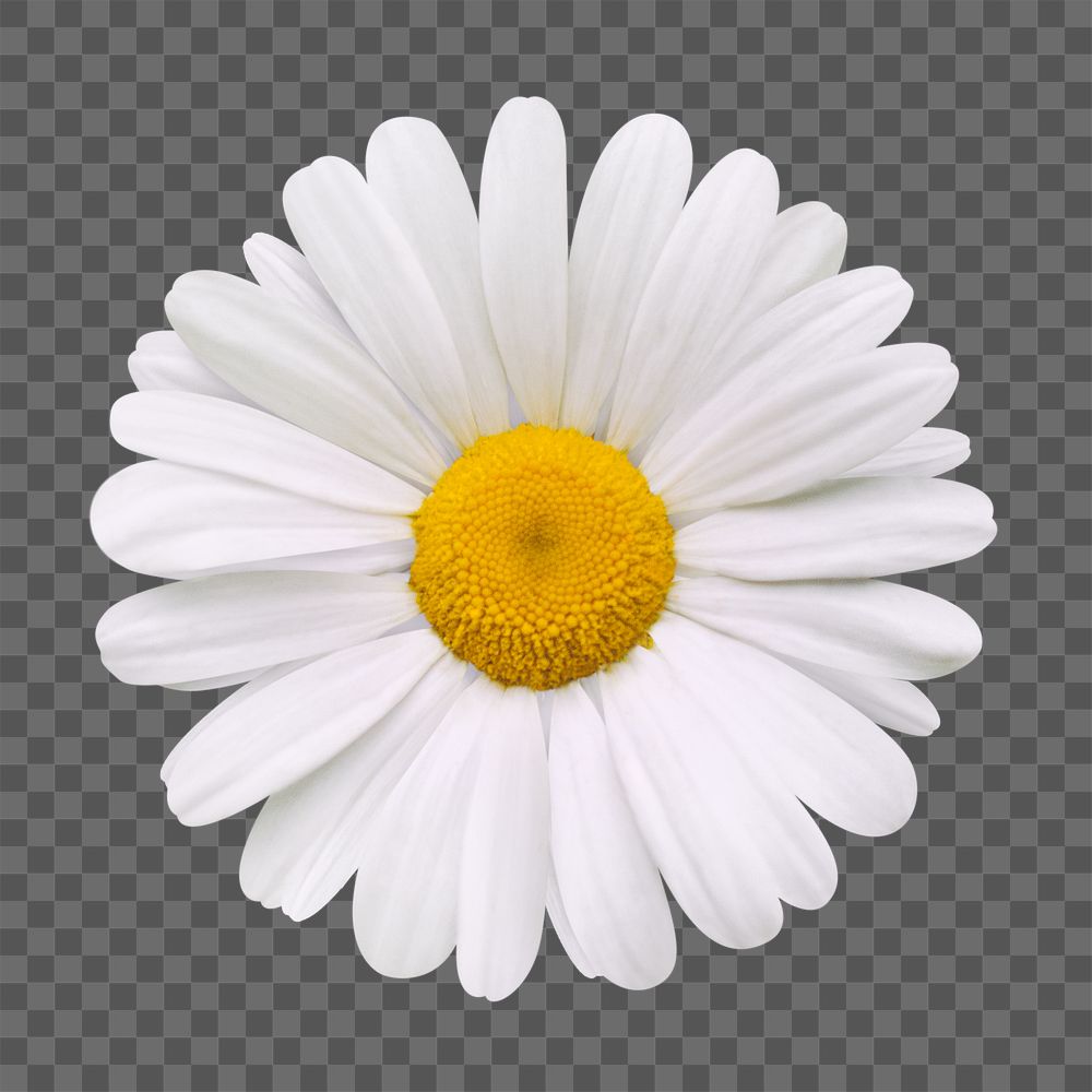 PNG white daisy, flower clipart, transparent background