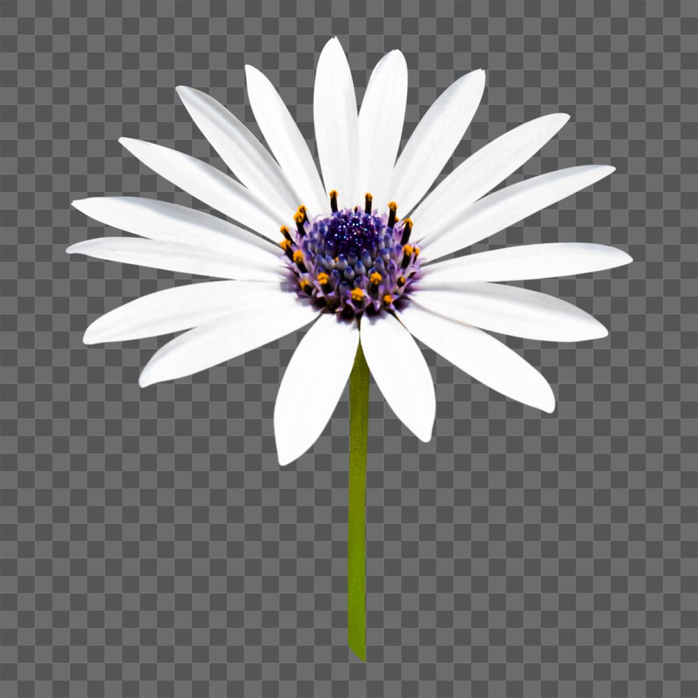 White flower png, African daisy sticker, transparent background