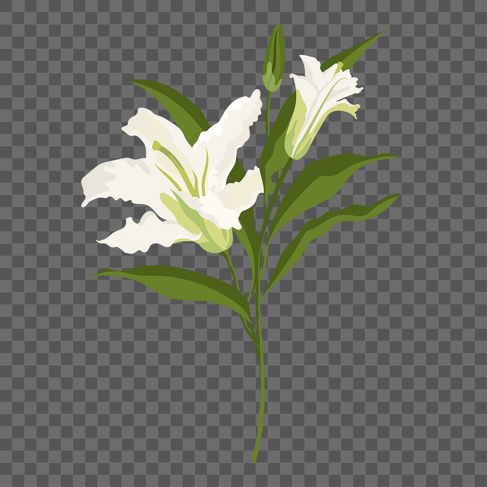 Realistic lily png flower sticker, white botanical design on transparent background