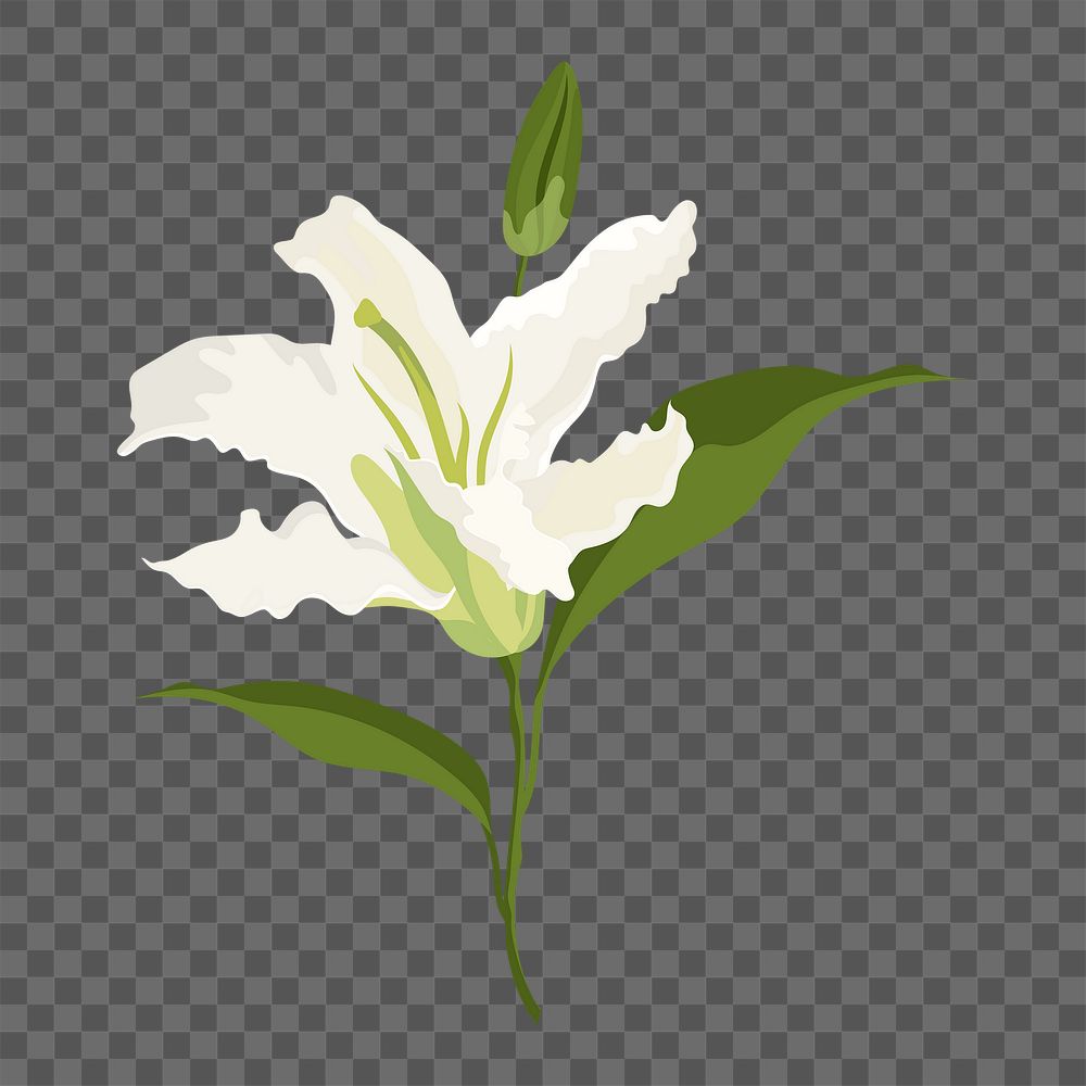 Lily flower png sticker, white botanical, feminine illustration on transparent background