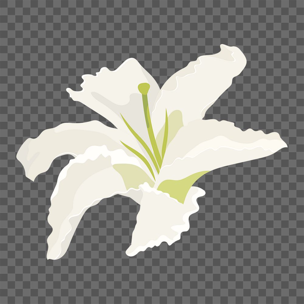 Blooming lily png sticker, white flower collage element on transparent background