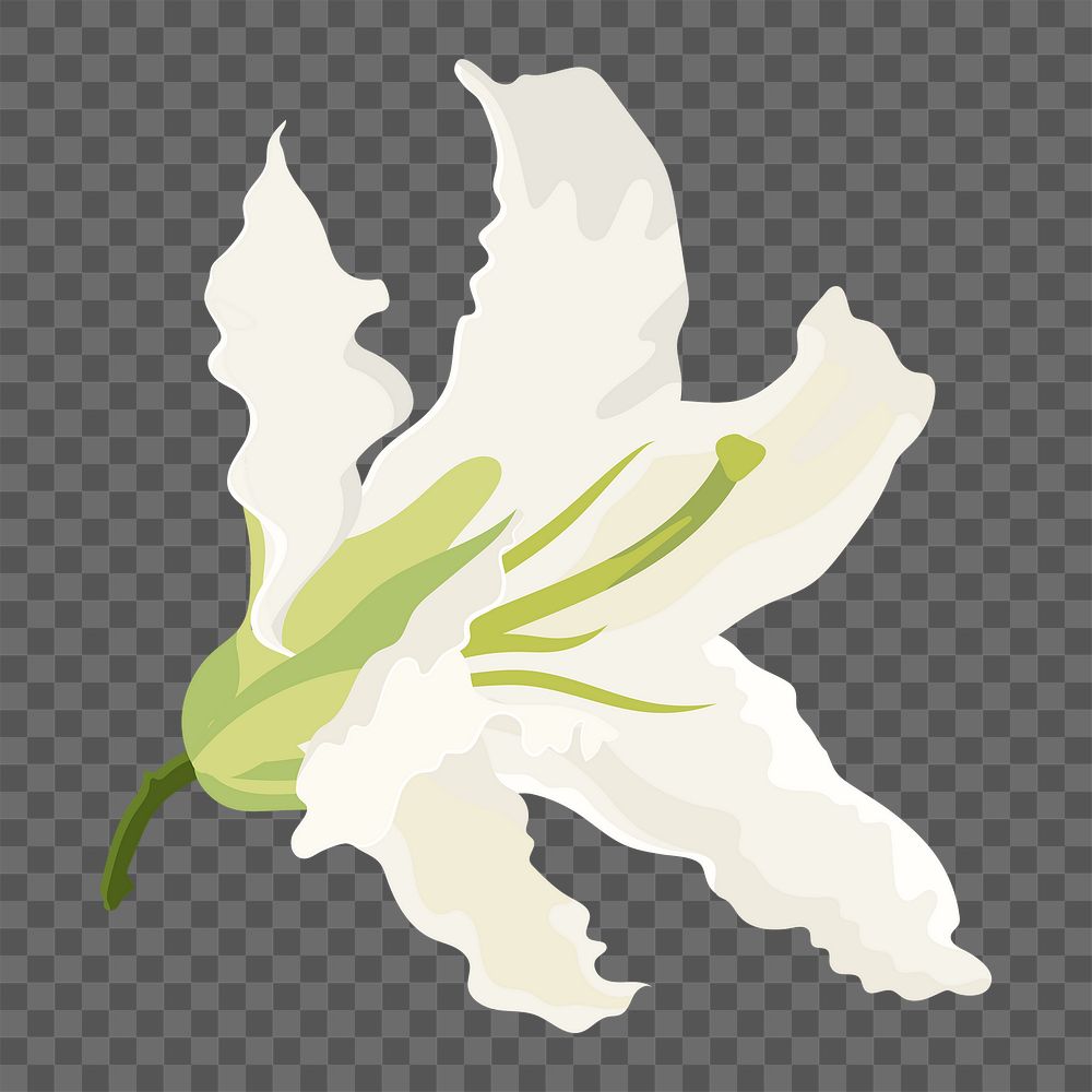 Blooming lily png sticker, white flower collage element on transparent background