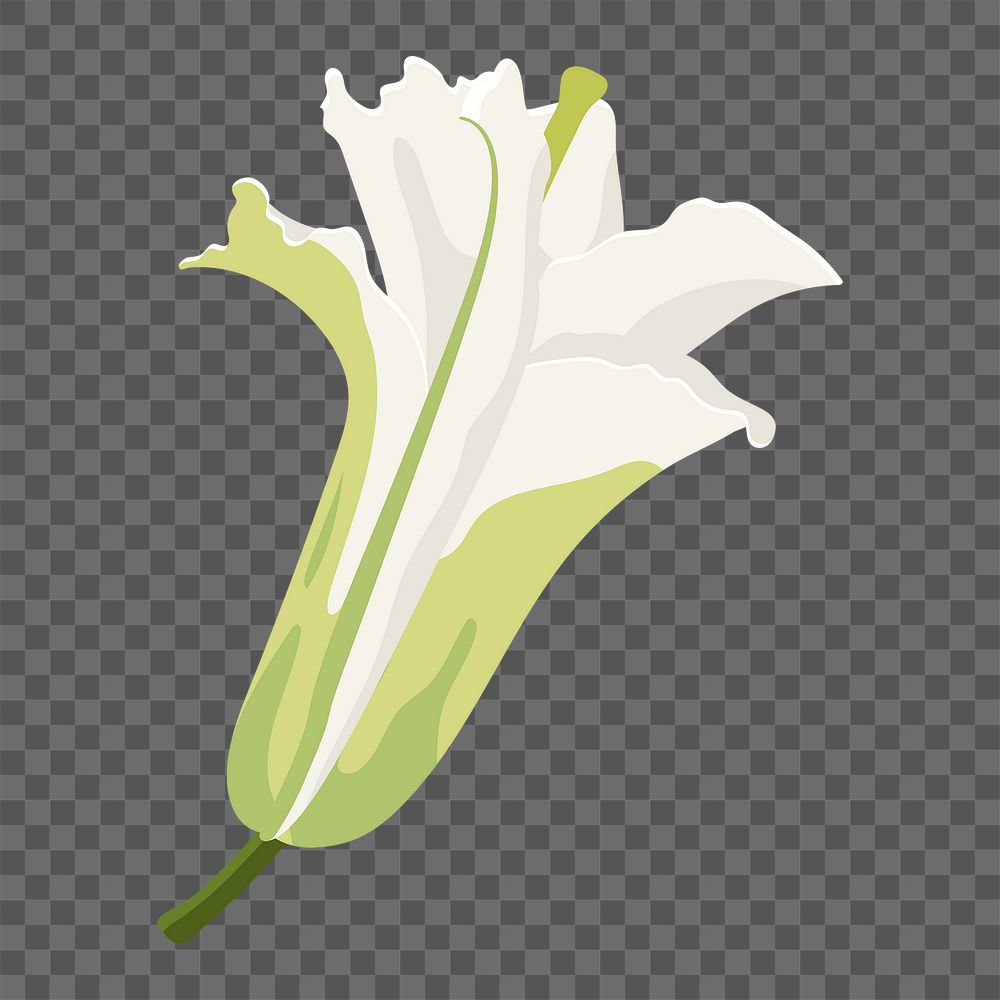 Aesthetic lily png sticker, white flower illustration on transparent background