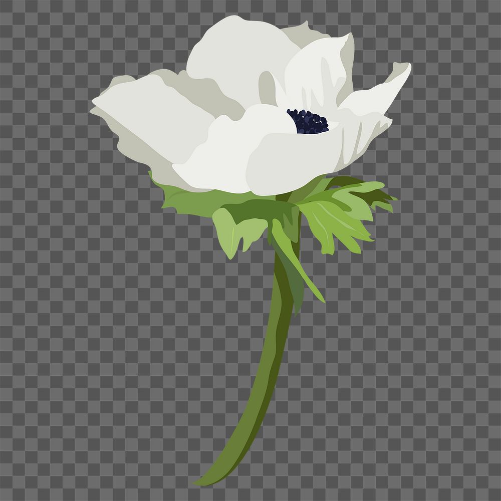 Anemone flower png sticker, white botanical illustration on transparent background