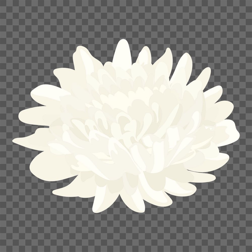 White aesthetic flower png sticker, chrysanthemum realistic illustration