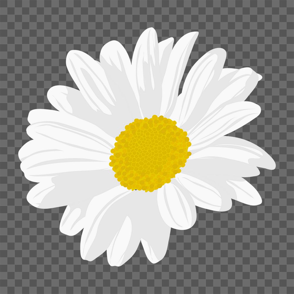 White daisy png sticker, aesthetic flower illustration on transparent background