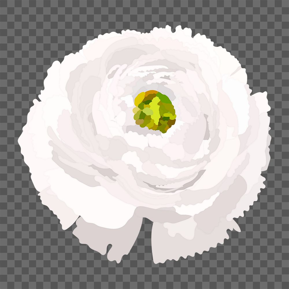 White ranunculus png sticker, spring flower illustration on transparent background