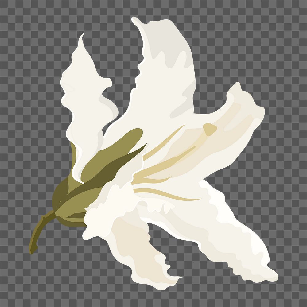 White lily png sticker, blooming flower illustration on transparent background