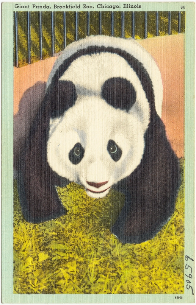 Giant Panda, Brookfield Zoo, Chicago
