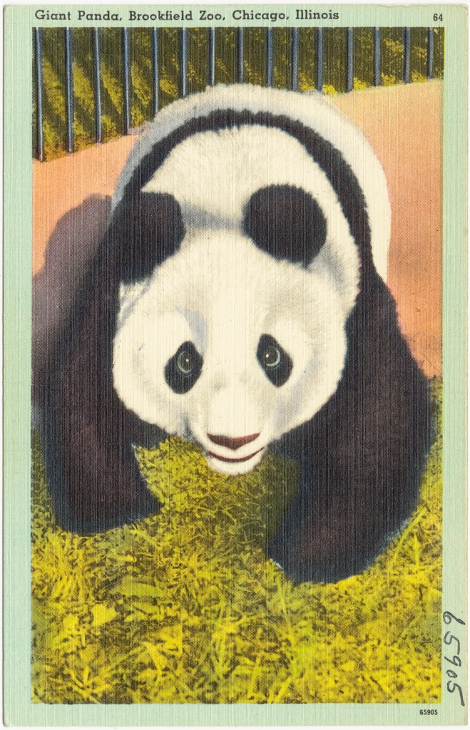 Giant Panda, Brookfield Zoo, Chicago