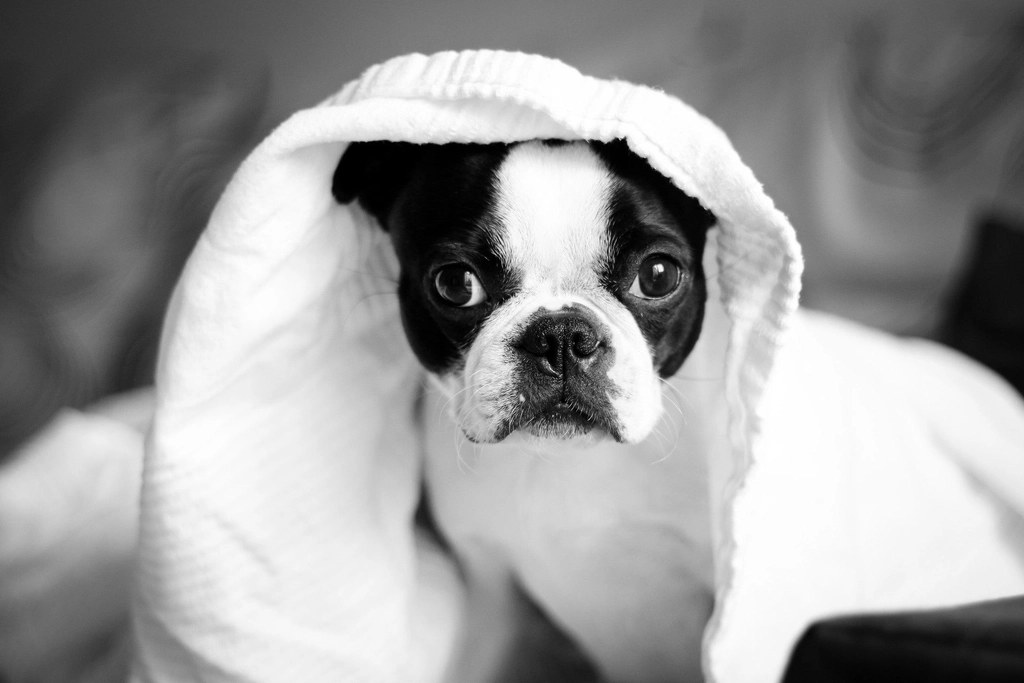Boston Terrier: The Little Gentleman