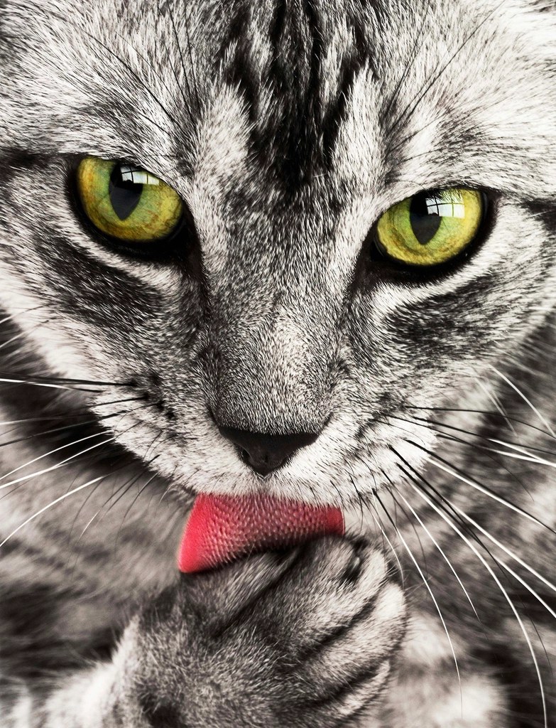 Grooming You or “Allogrooming” (image credits: rawpixel)
