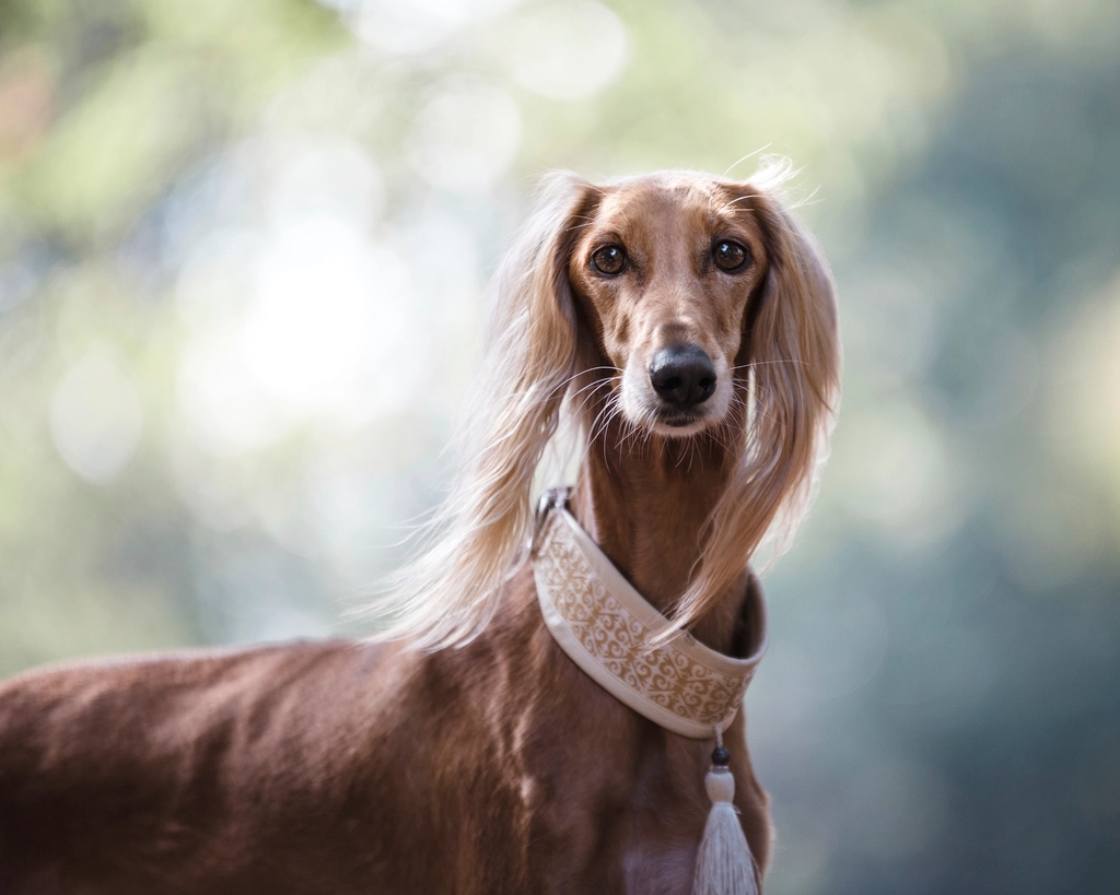 4. Afghan Hound: The Elegant Free Spirit