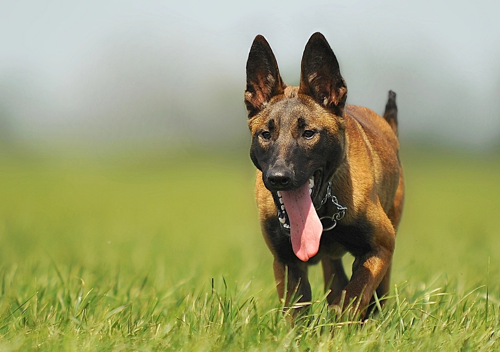 Belgian Malinois: The Agile Protector