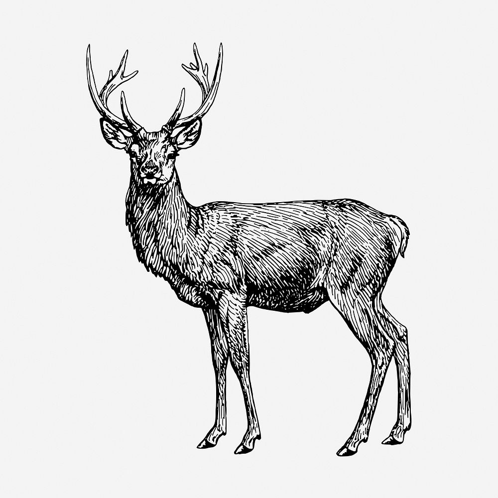 Stag drawing, vintage animal illustration. Free Photo rawpixel