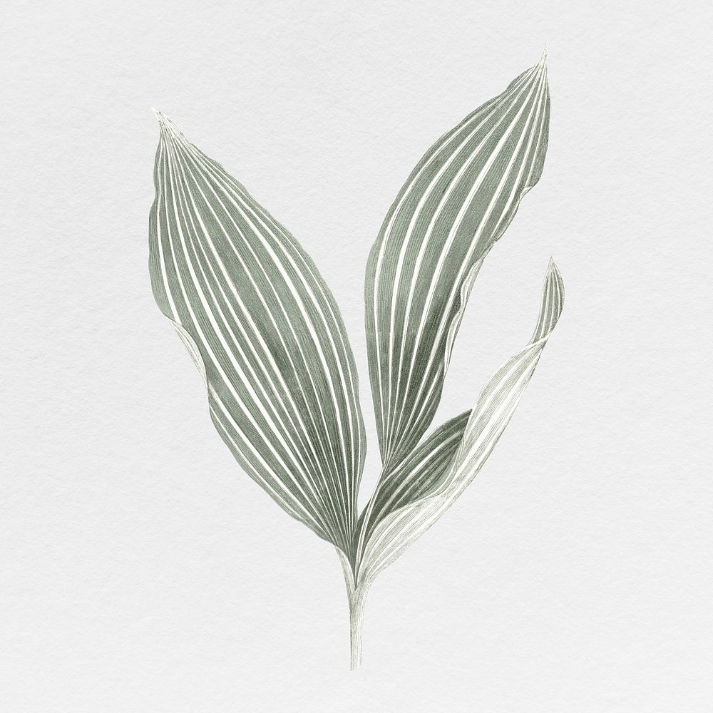 Silver leaf illustration, aesthetic nature Premium PSD rawpixel