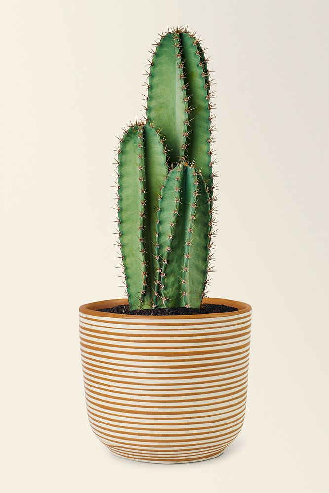 Blue columnar cactus in a ceramic Free Photo rawpixel