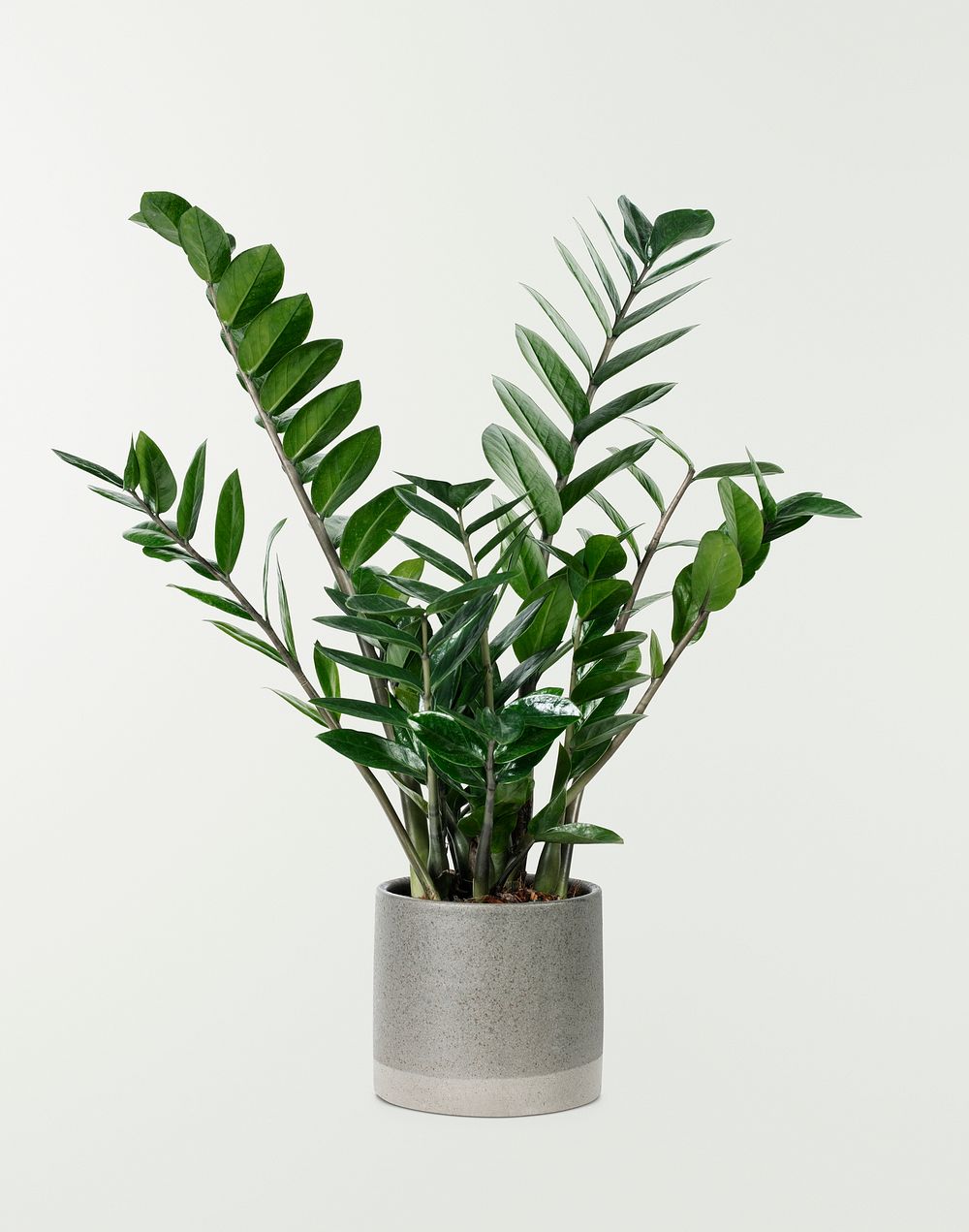 ZZ plant in a gray | Free Photo - rawpixel