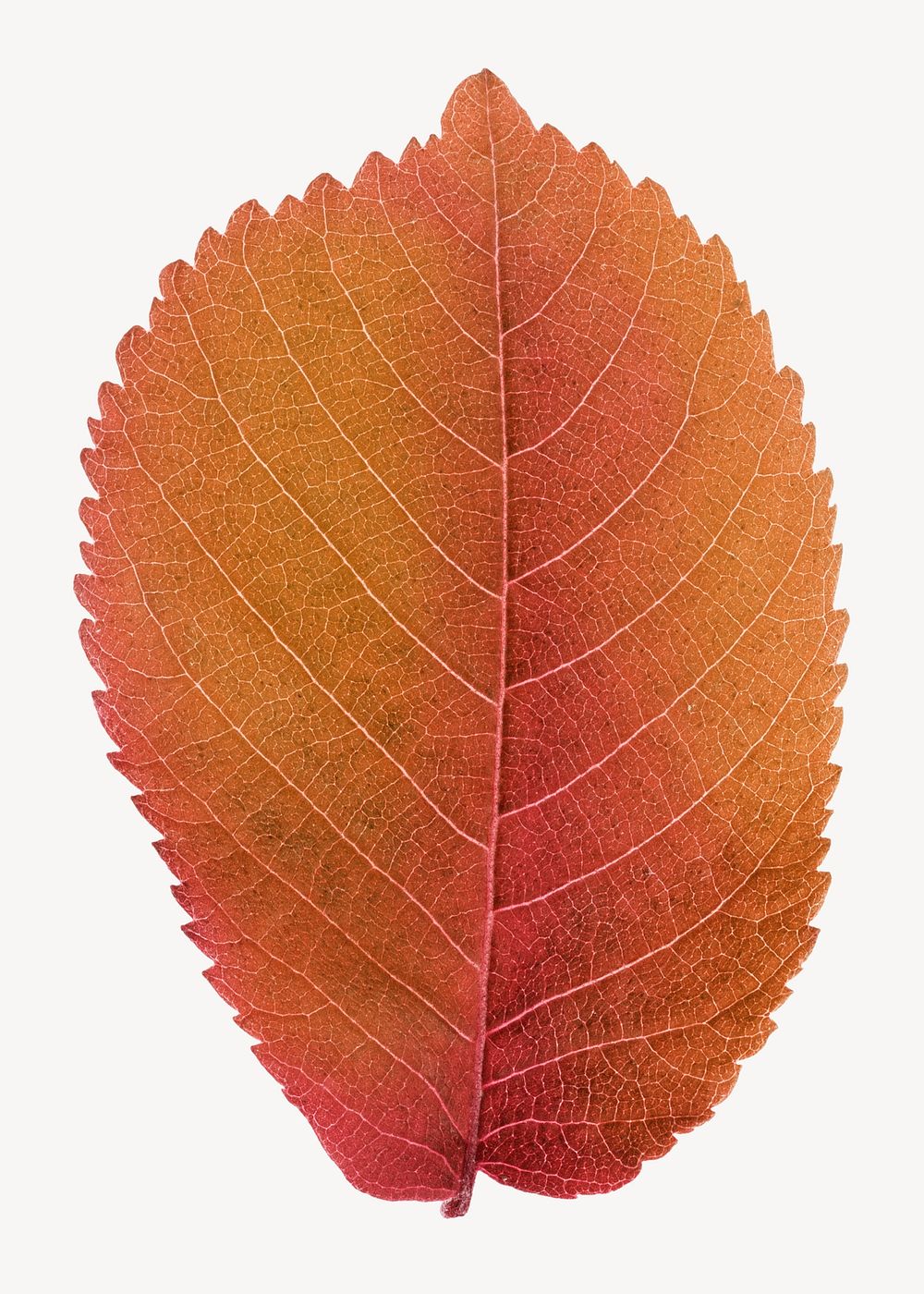 Autumn leaf, Fall aesthetic isolated | Premium Photo - rawpixel