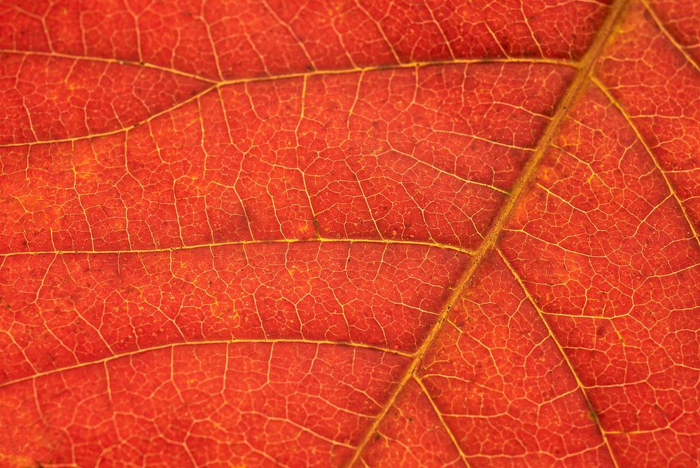 Foliage texture, autumn leaf background, | Free Photo - rawpixel