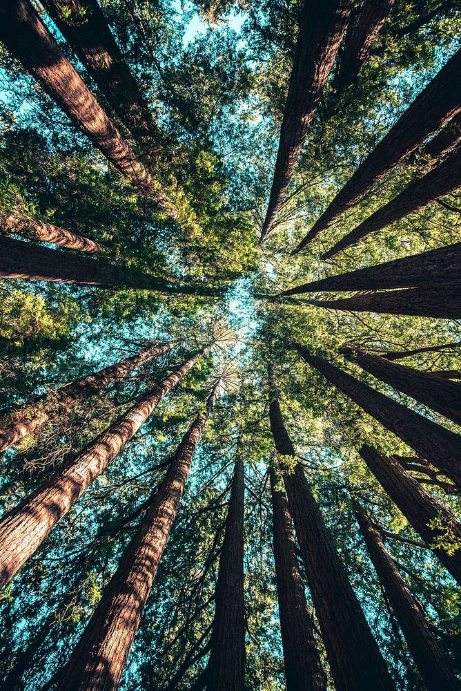 Treetops at Yosemite National Park, Free Photo rawpixel