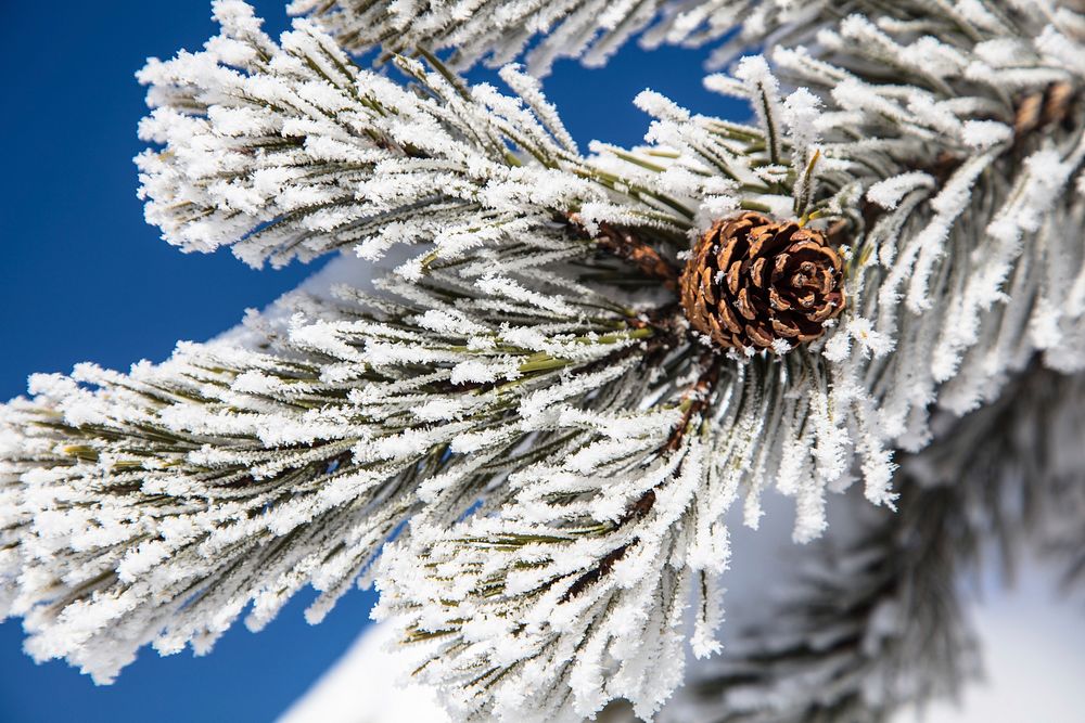 Rime ice on Tree Near | Free Photo - rawpixel