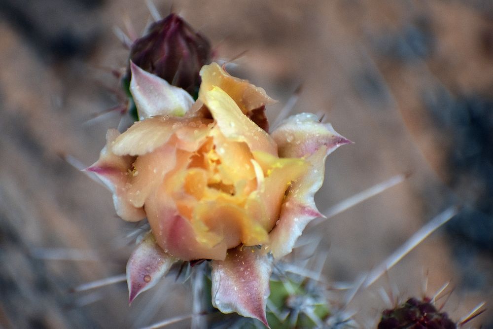 Prickly Pear Pollinate. Original public Free Photo rawpixel