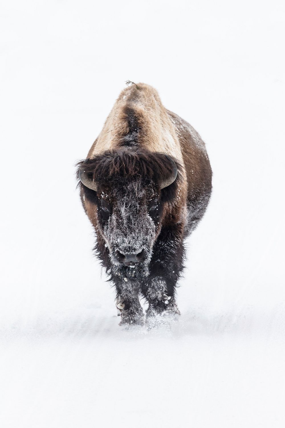 Lone bull bison on a snowy | Free Photo - rawpixel