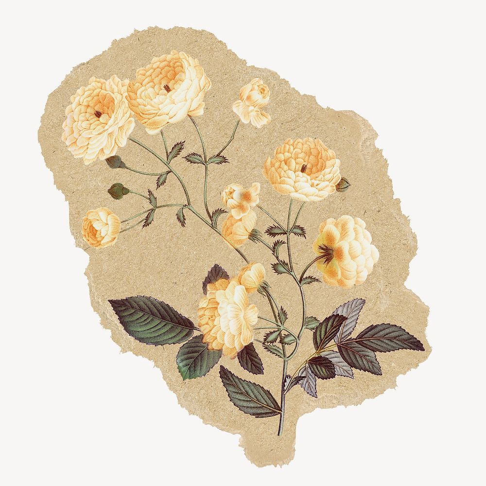 Vintage flowers ripped paper isolated | Free Photo Illustration - rawpixel