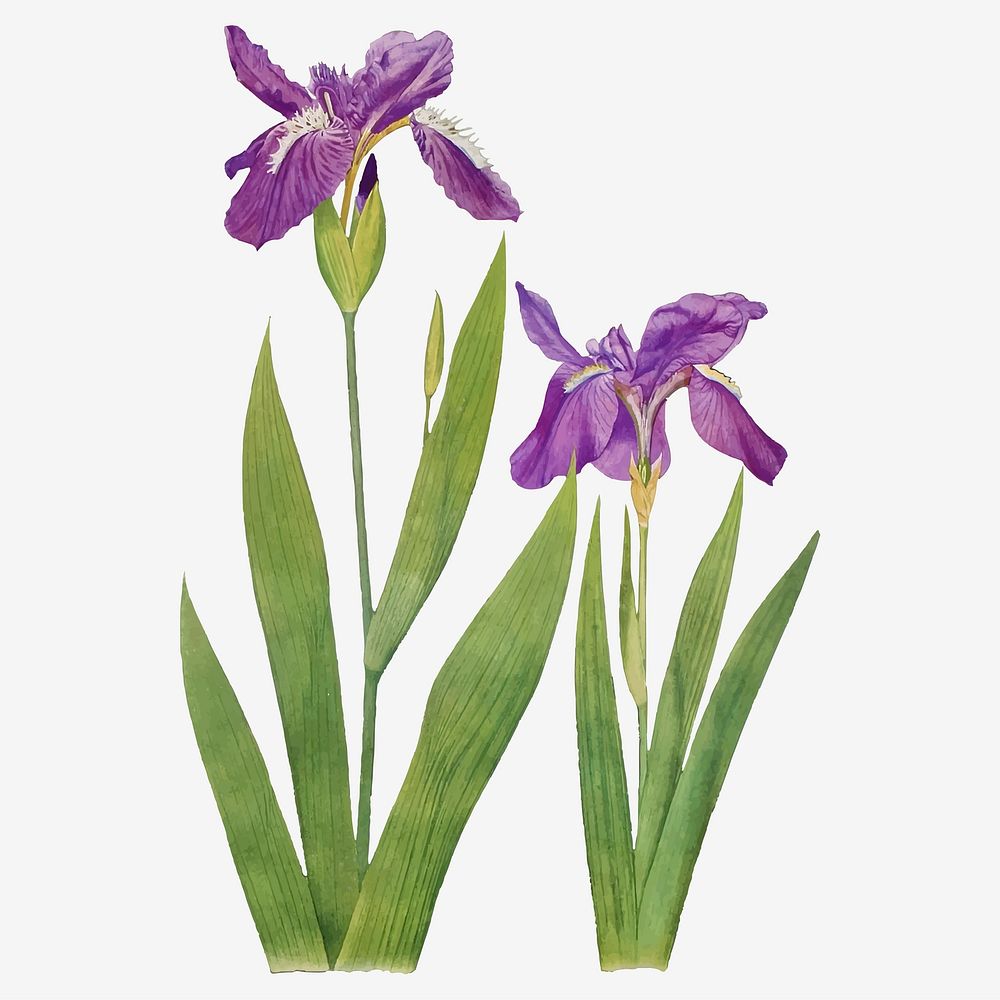 Vintage Iris flower illustration vector | Premium Vector Illustration ...